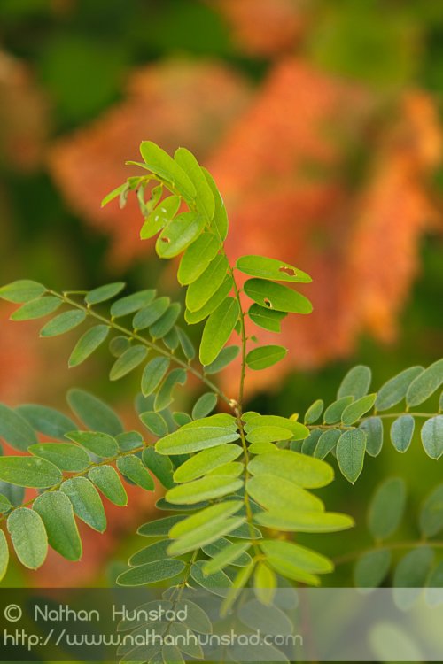 Leaves against a red background.